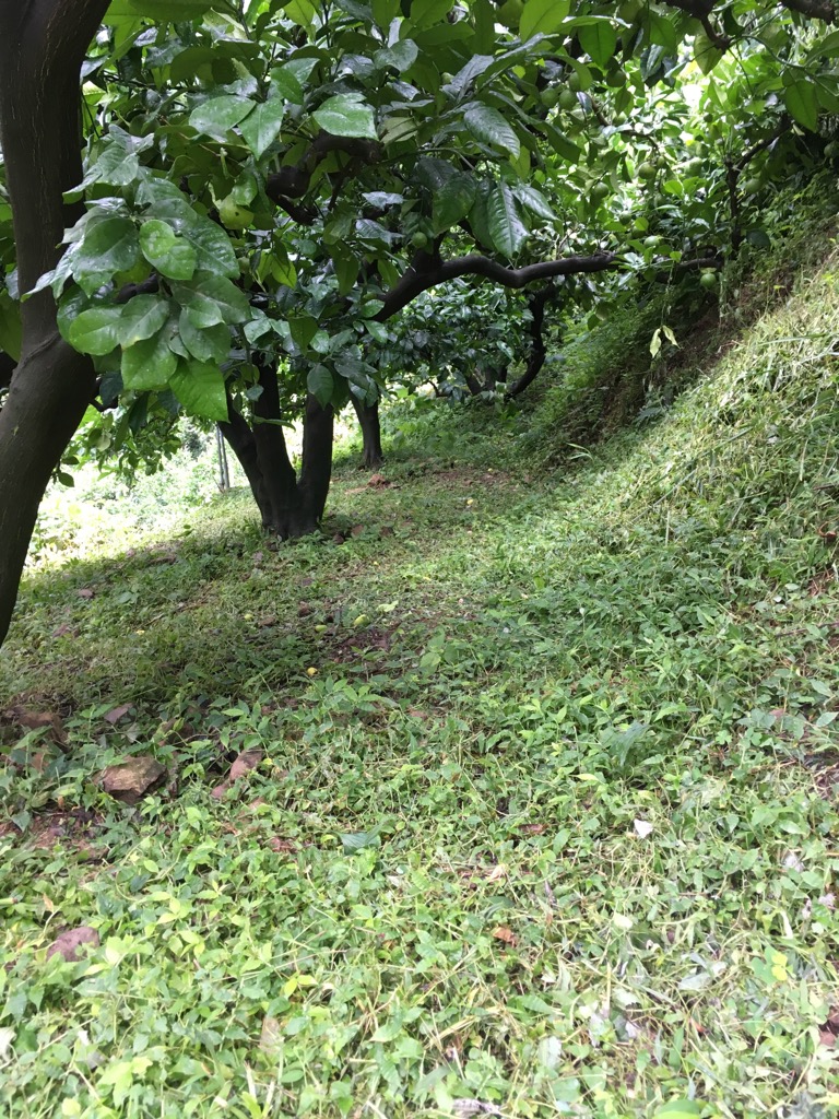 雨が降るまで