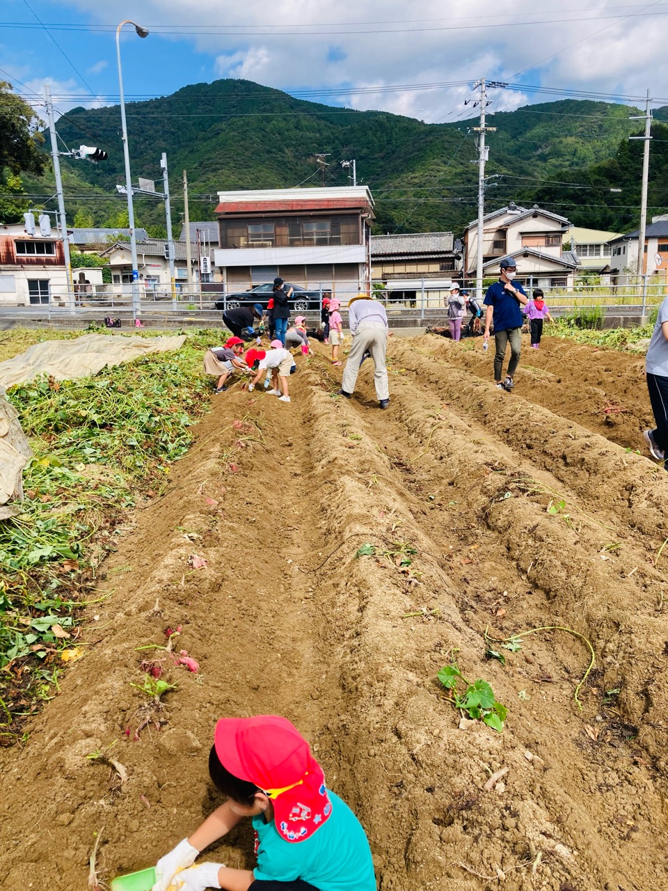 お芋の収穫