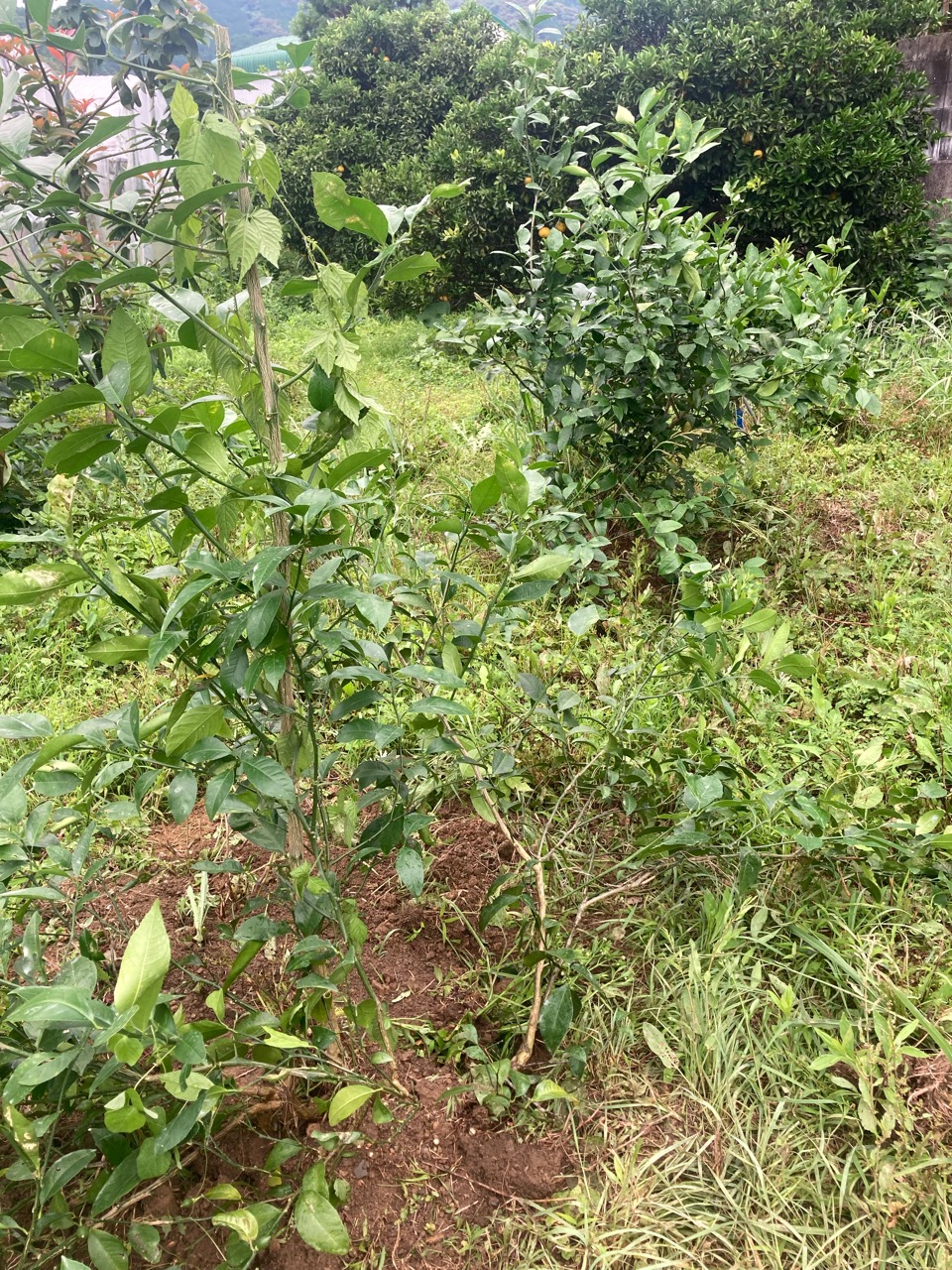 苗木の植え替え