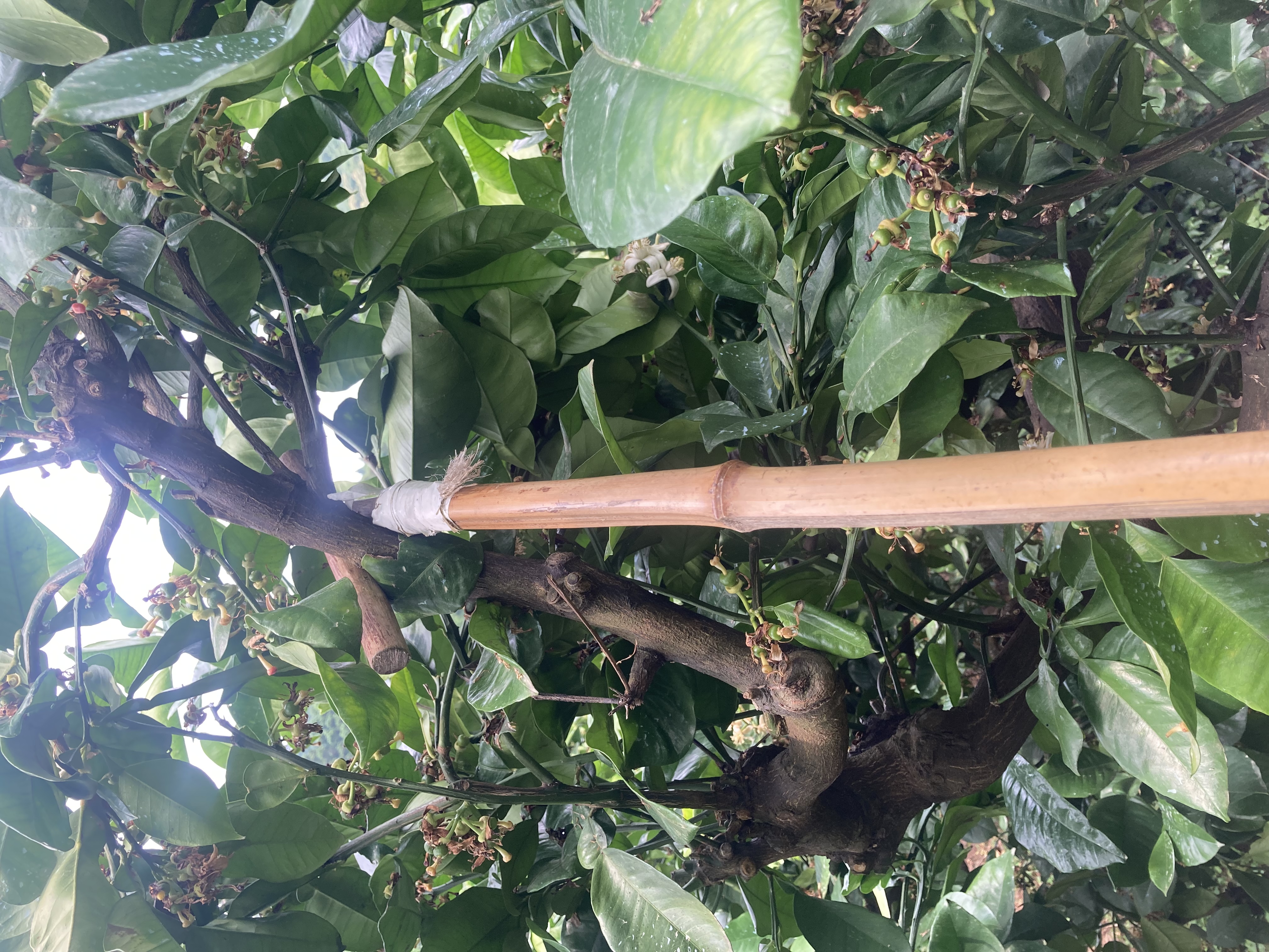 文旦の花びら落とし棒