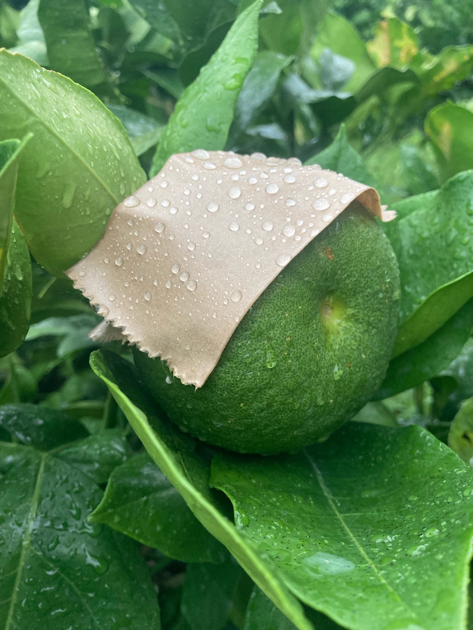 恵みの雨かと思ったら