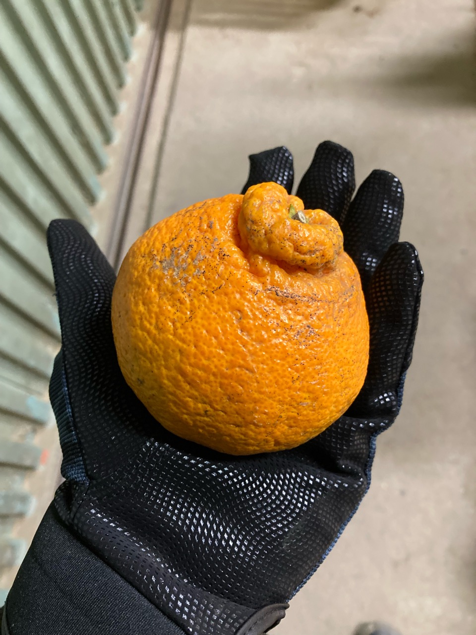 おいしい果物食べる