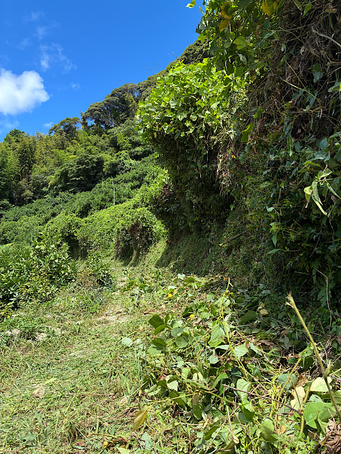 雨降る降るって言って降らないー