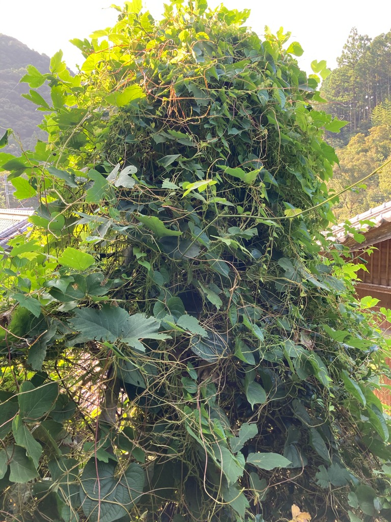 クズのツルが伸びて