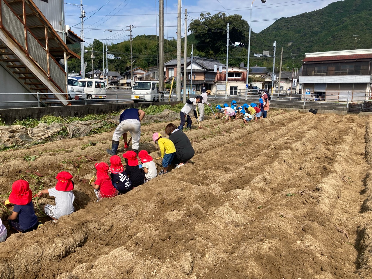 収穫の秋。サツマイモ収穫