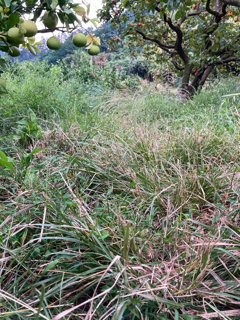 そろそろ草刈りも