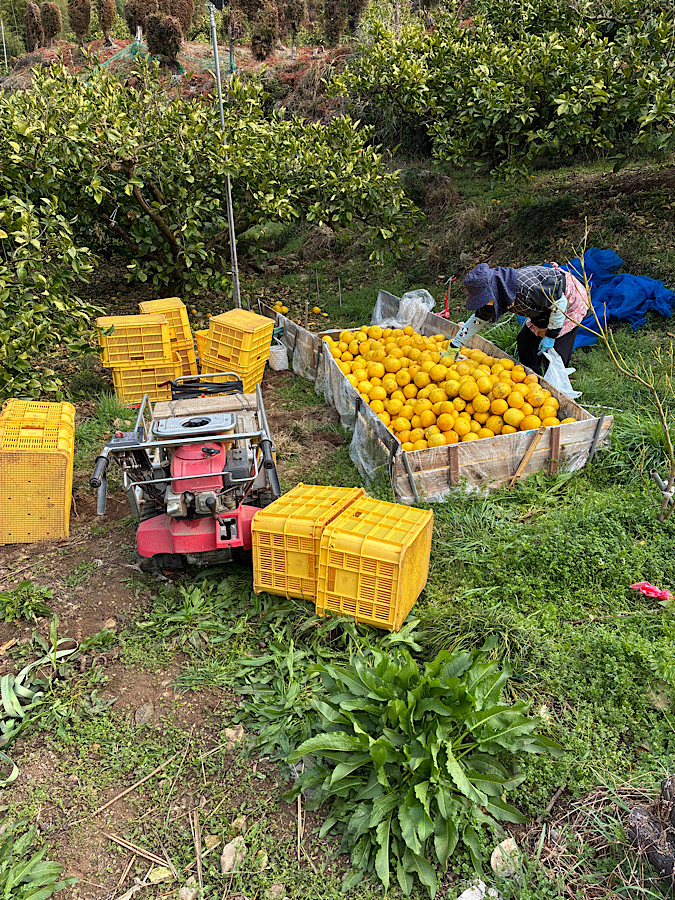 イノシシの被害か