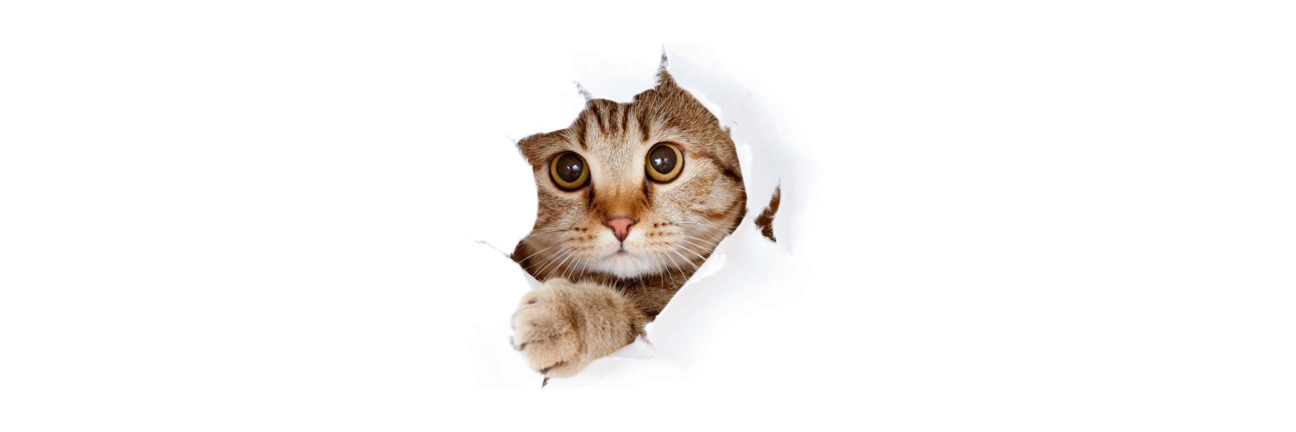 にゃん