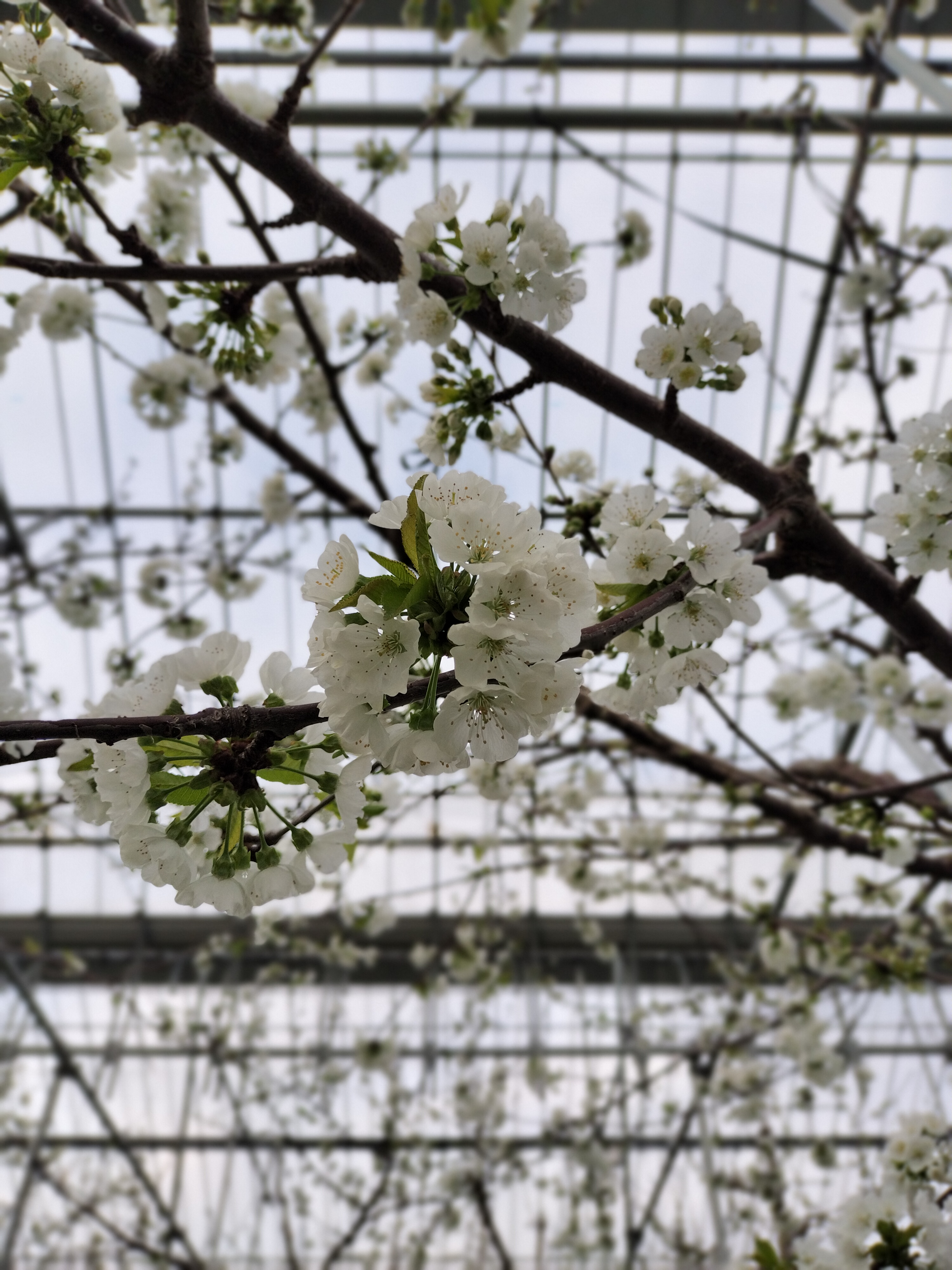 一足早い春です🌸