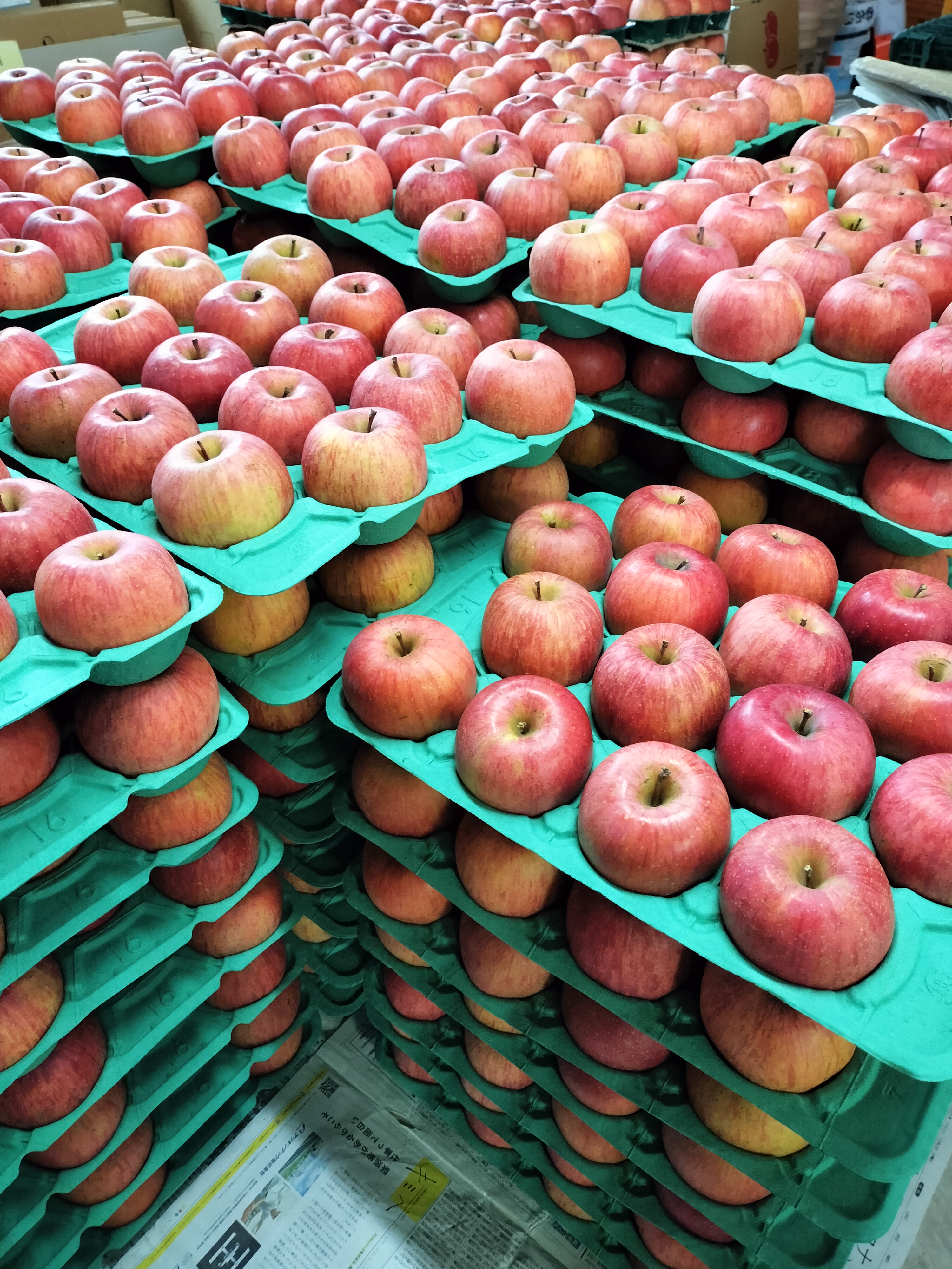 サンふじの出荷最盛期🍎