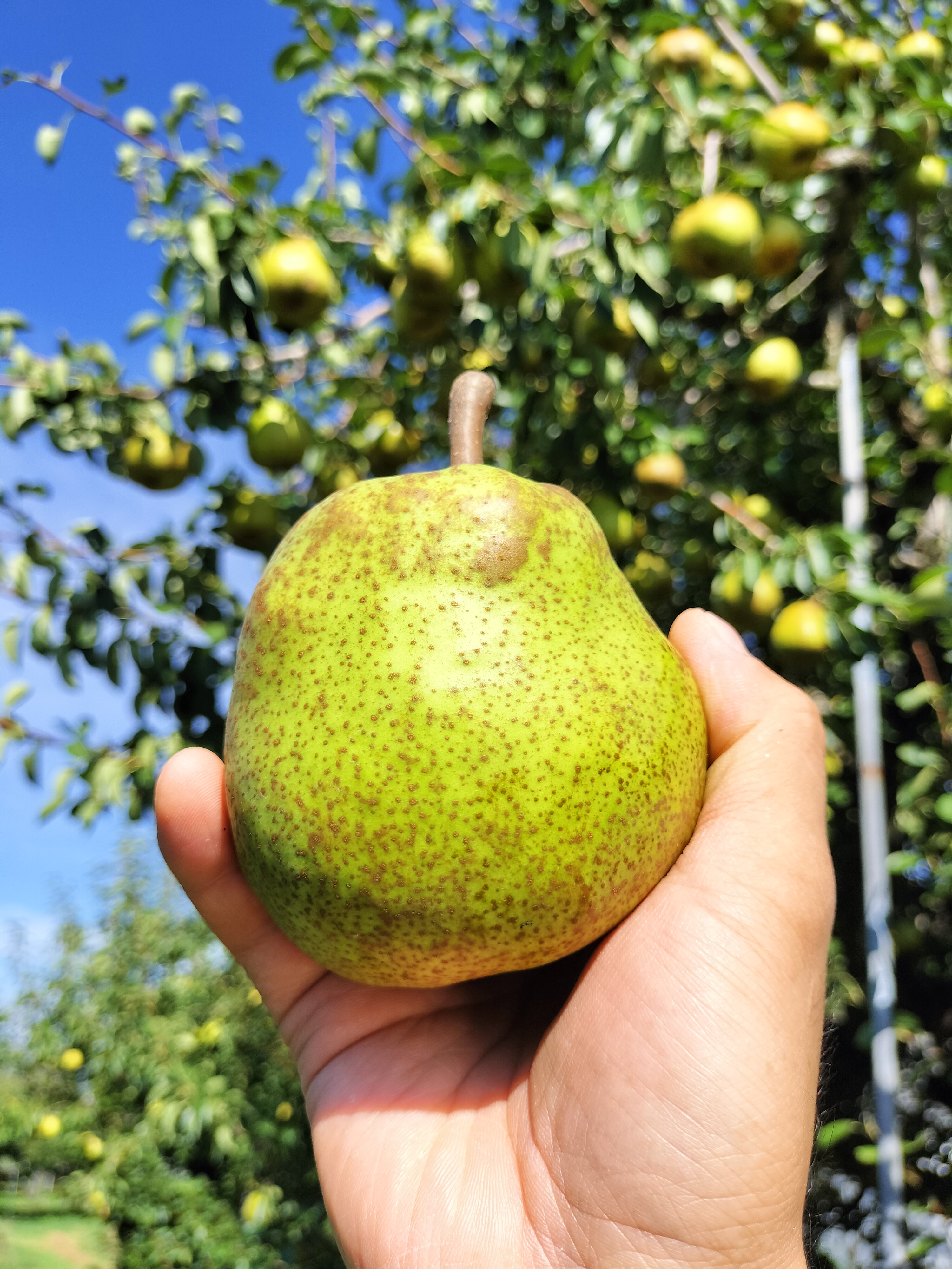 美晴最盛期、ラフ生育状況🍐