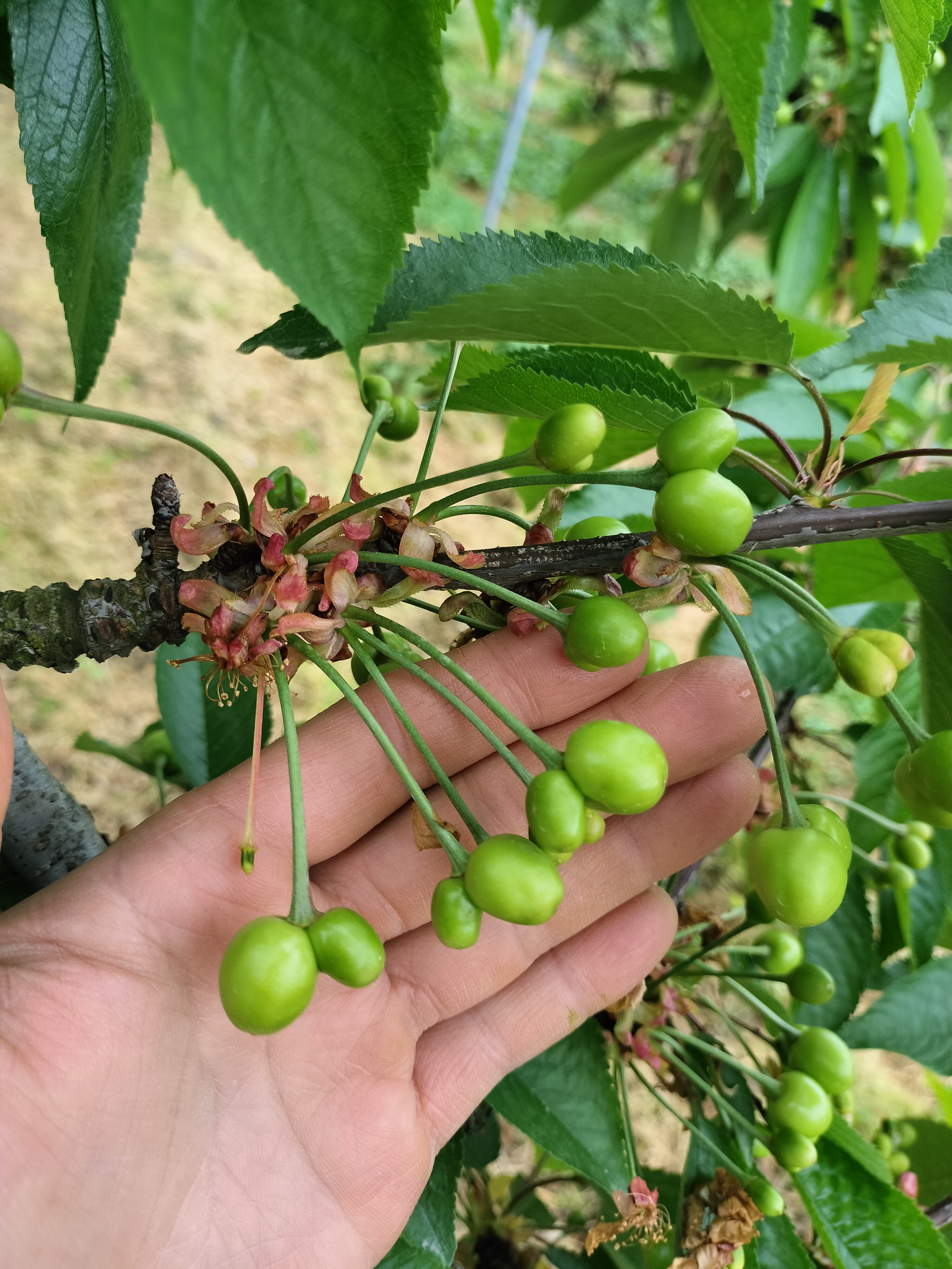 今年のさくらんぼは豊作？不作？🍒