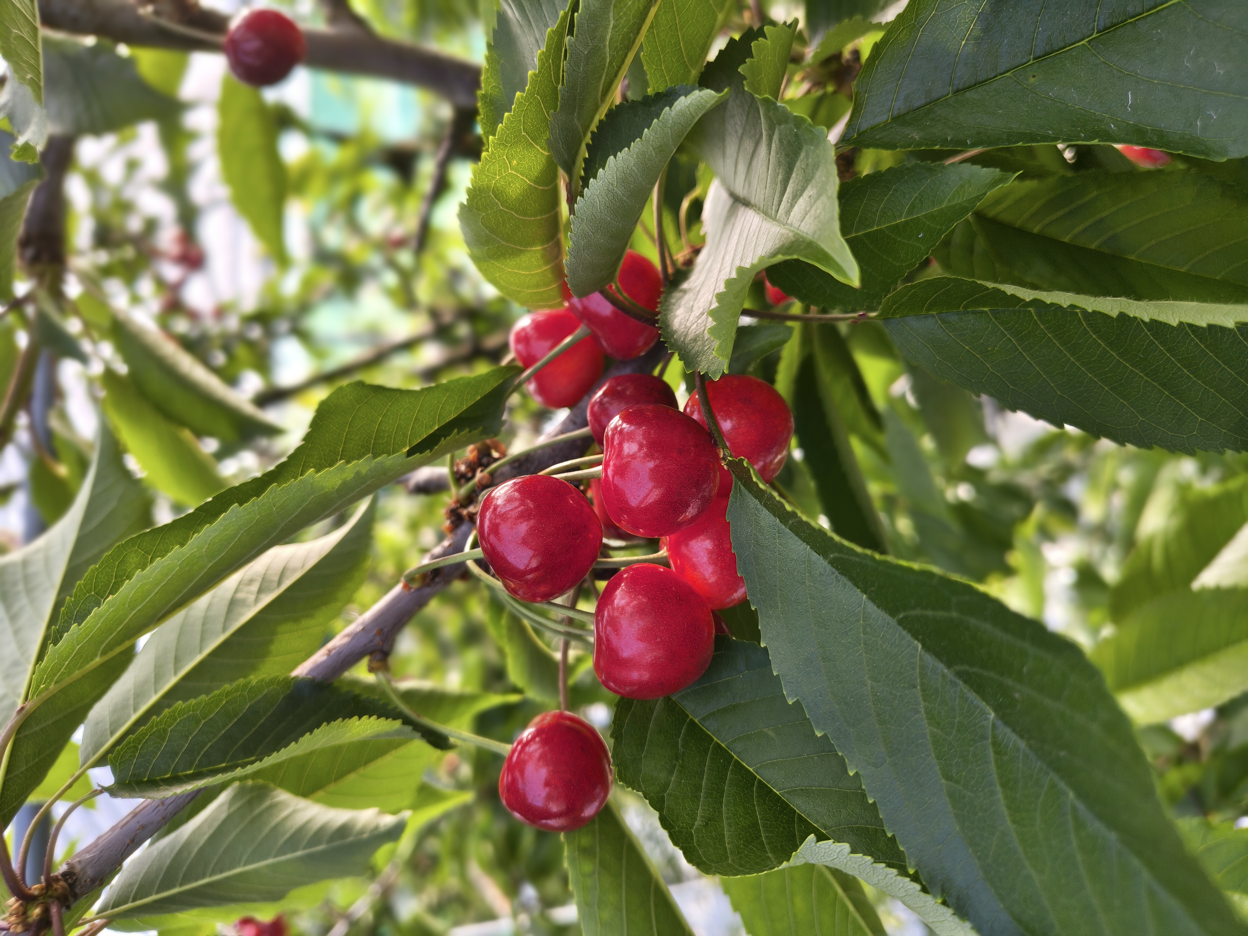 ピッカピカ🍒✨️