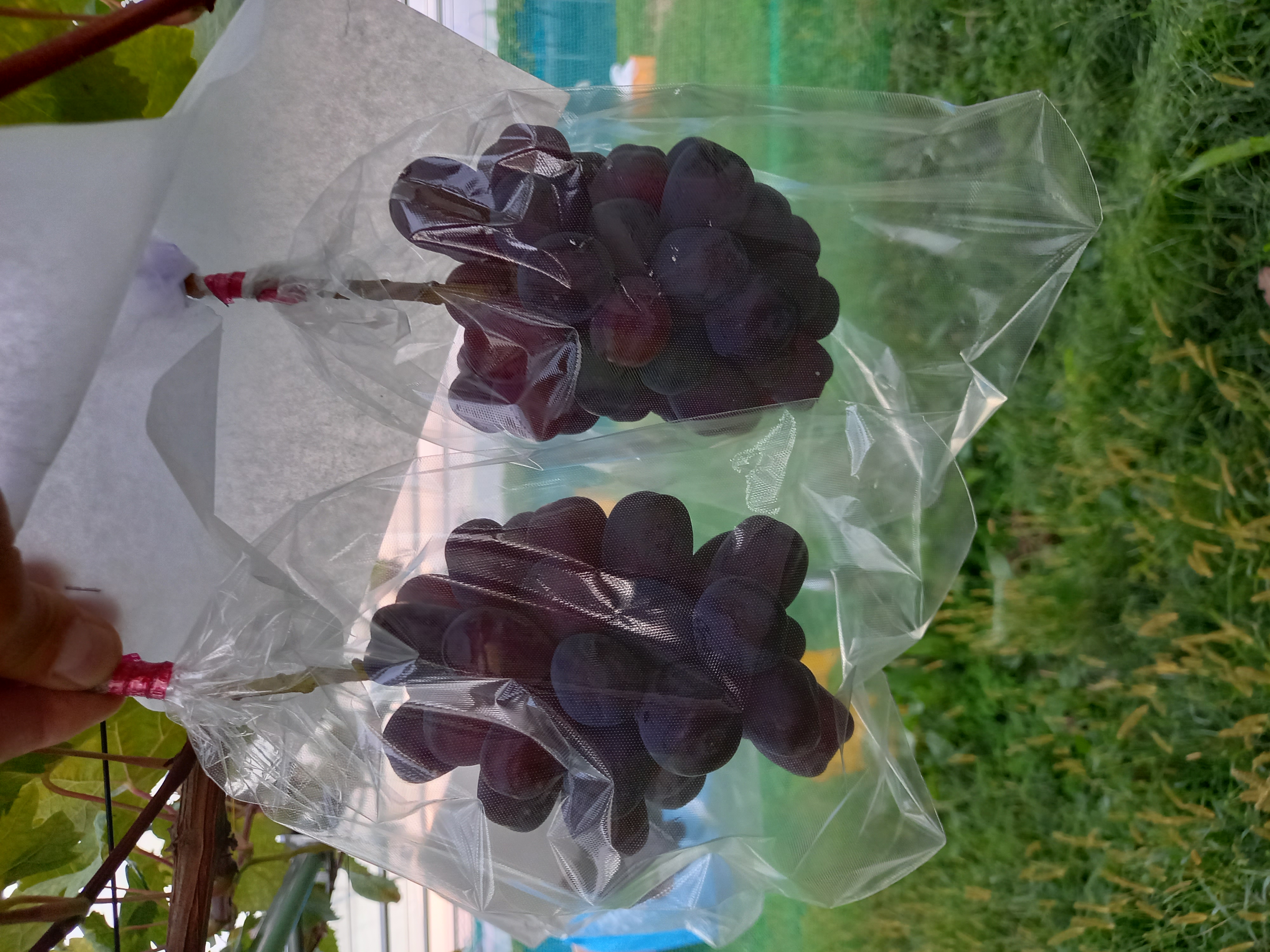 🍇秋です🍁