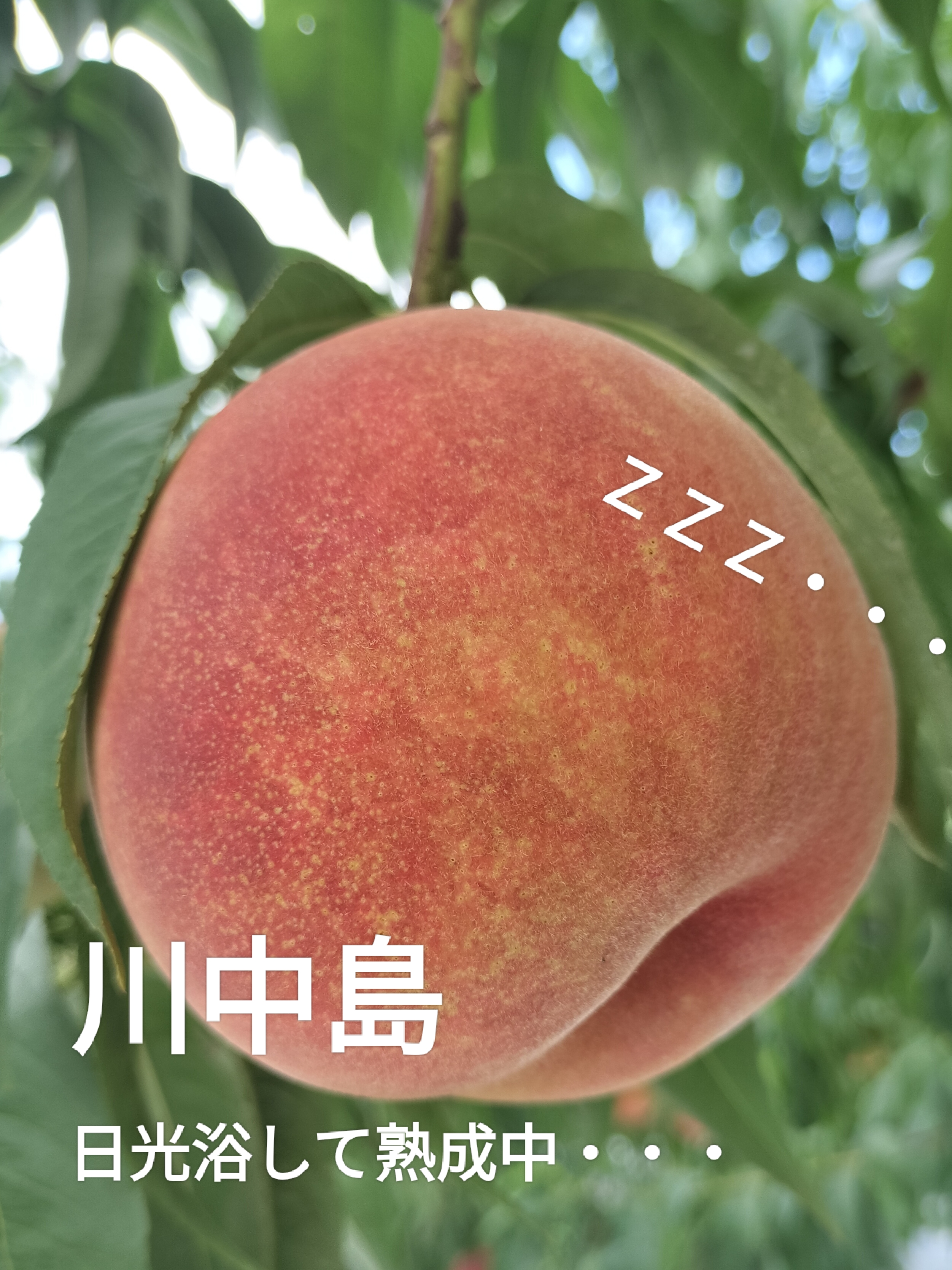 🍑お好みの桃はどれでしょう❓
