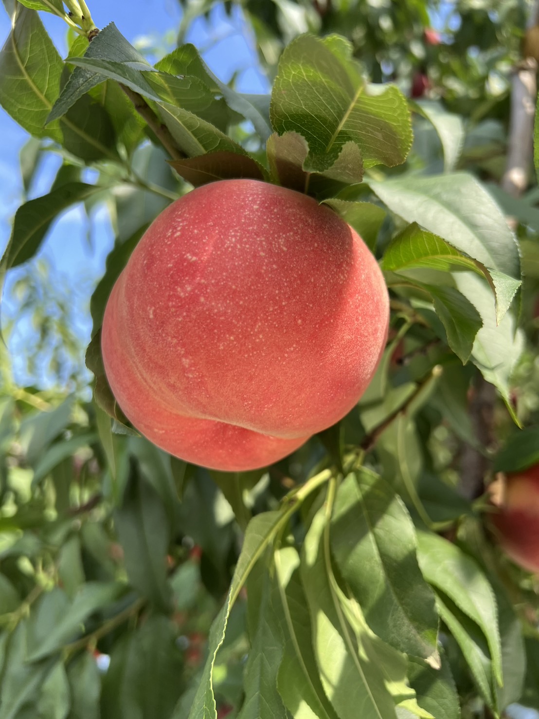 桃収穫始まってます🍑