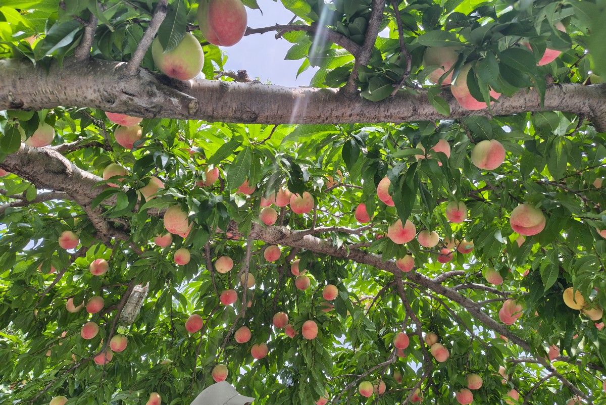 🍑桃の季節🍑in山梨