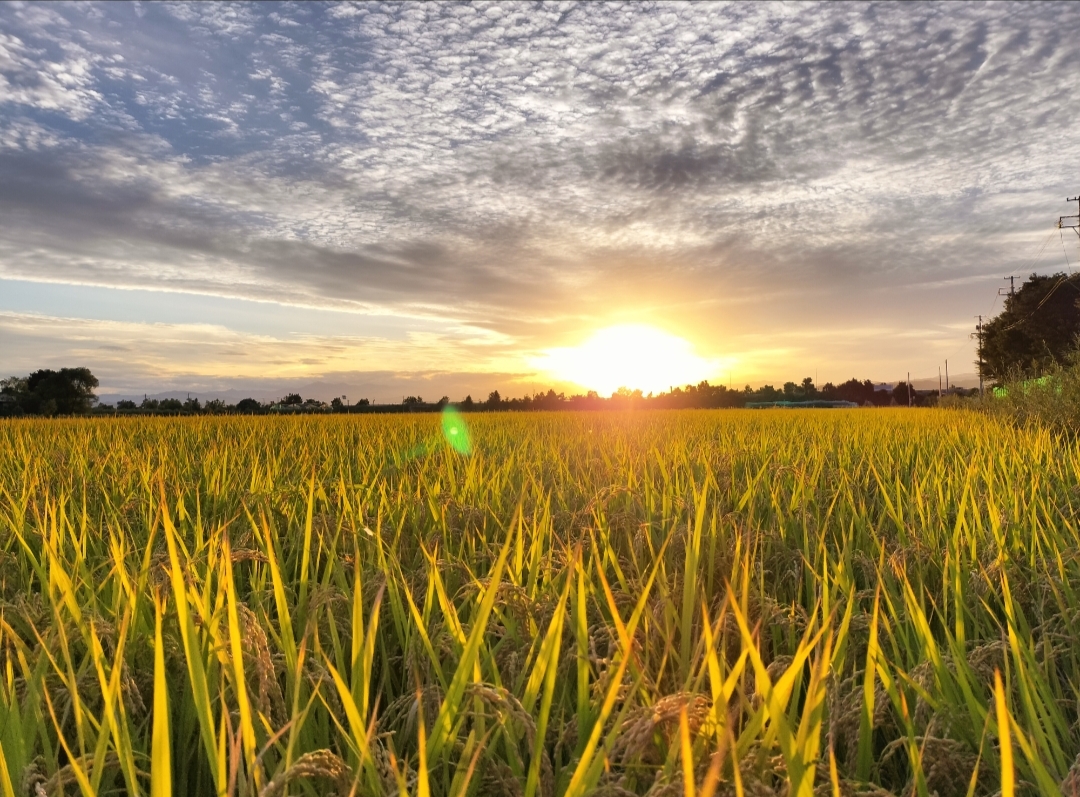 稲刈終了🌾ラフりんごの季節です🍐🍎