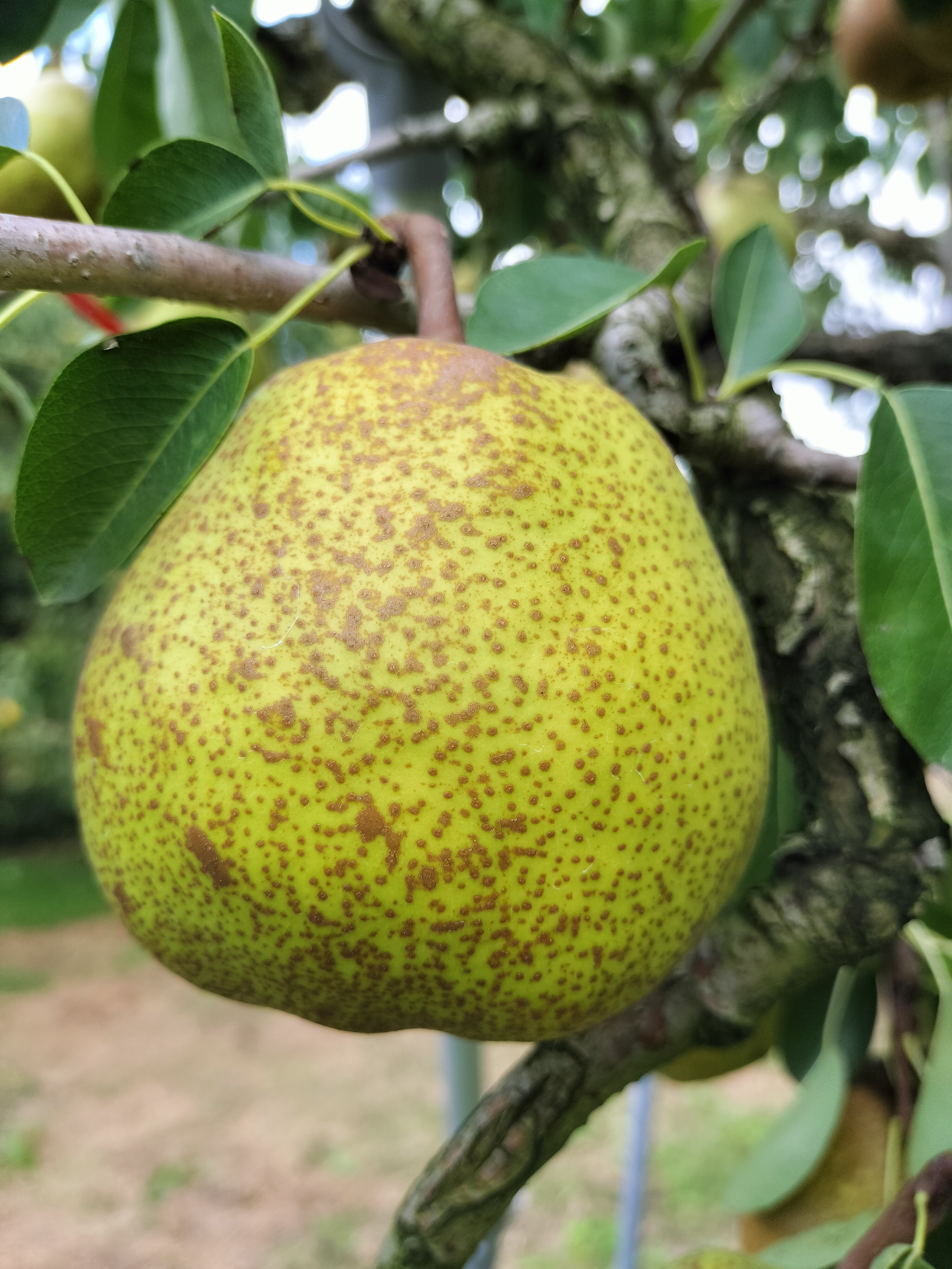 一難去ってまた一難🍐💥