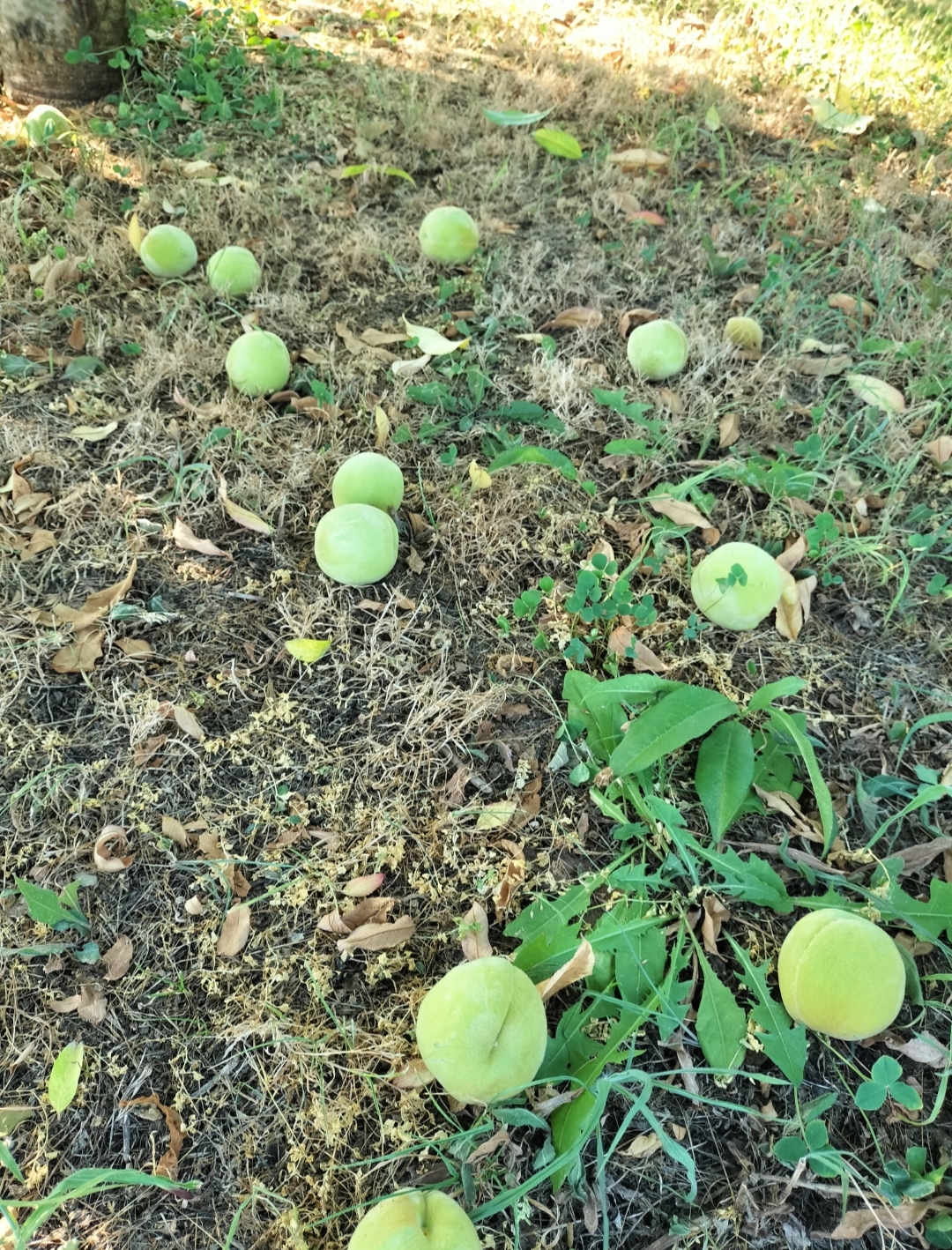 2025年7月31日生育状況🍑
