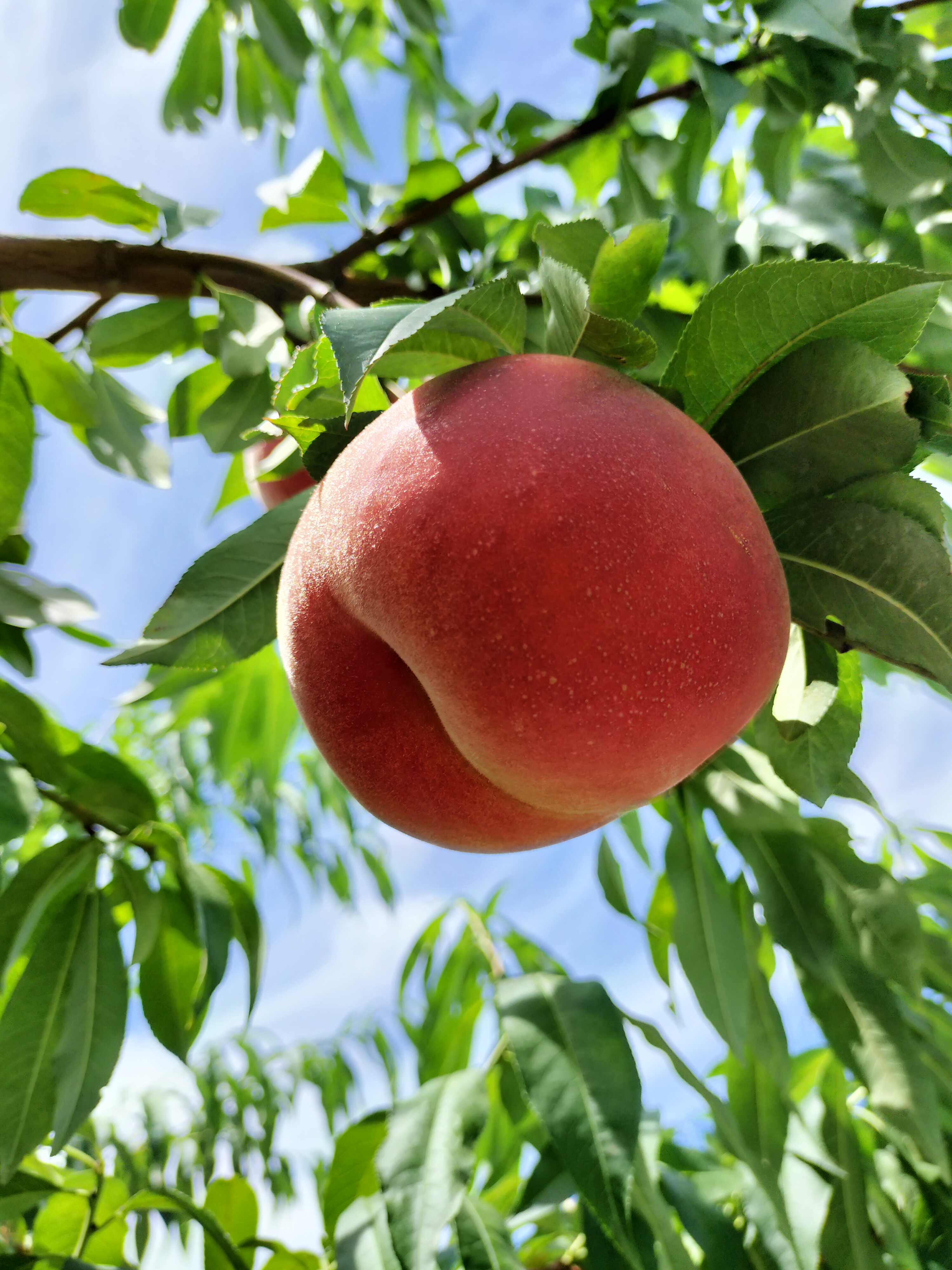 🍑桃の販売開始いたしました🍑