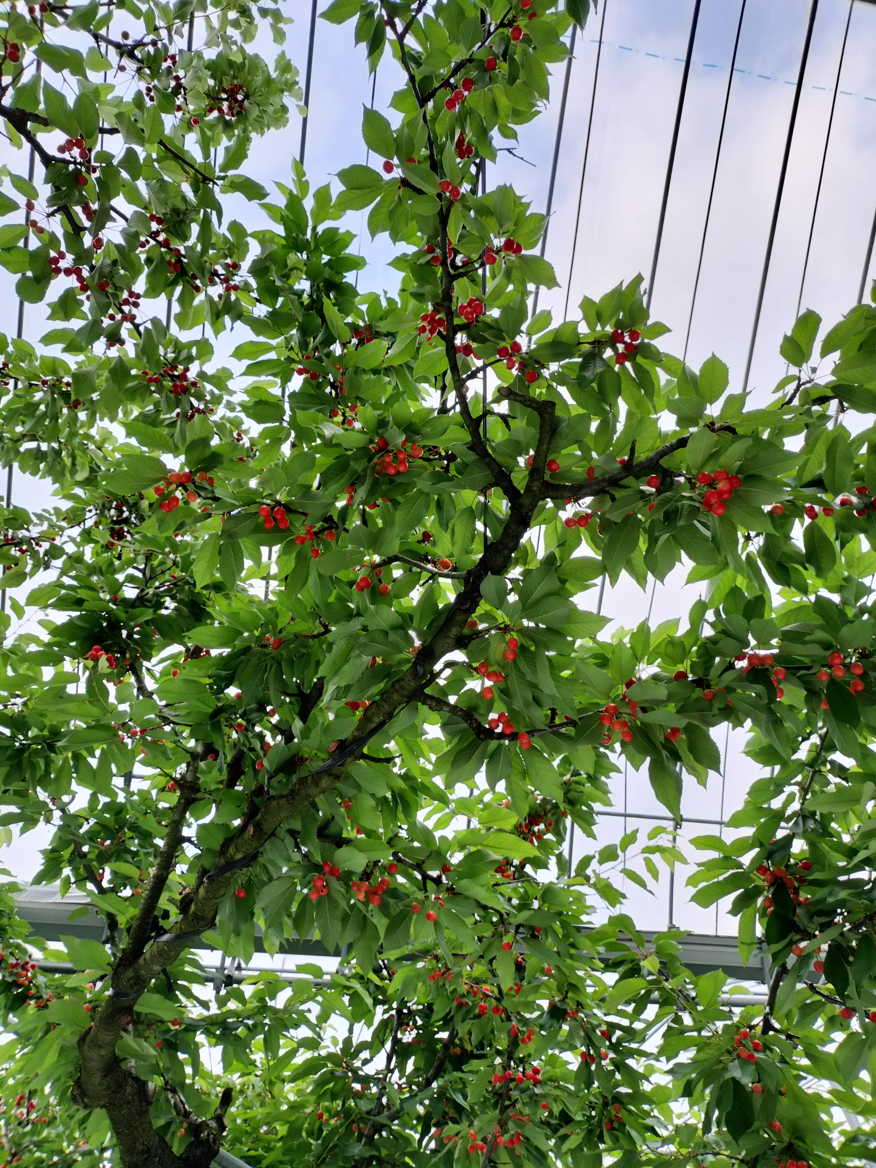 2025年6月10日🍒生育状況