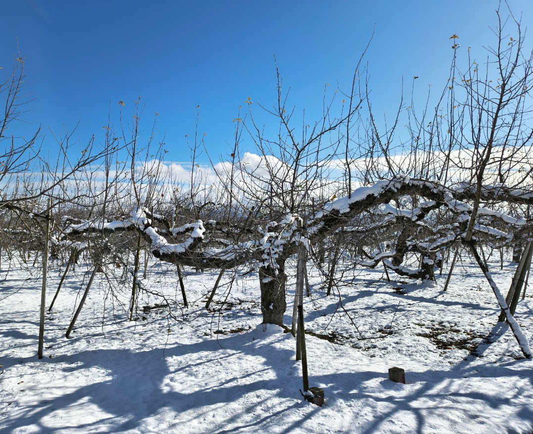 謹賀新年2026🎍🐴
