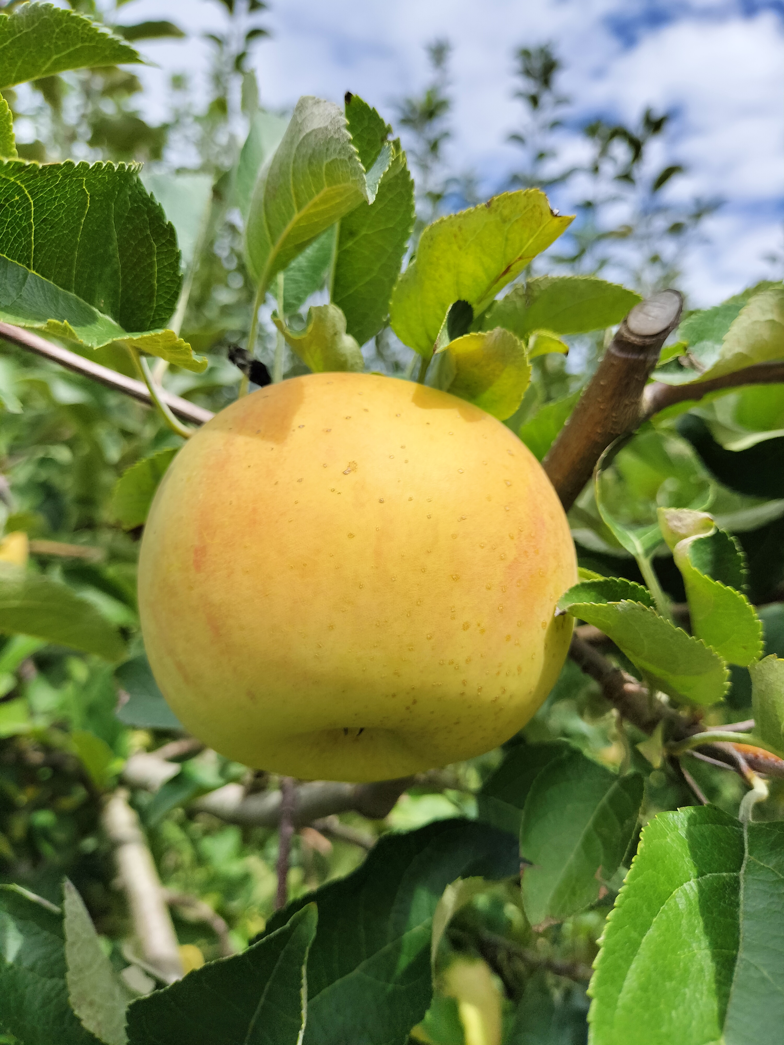 今季桃終了🍑洋なし、りんごの生育状況です🍐🍎