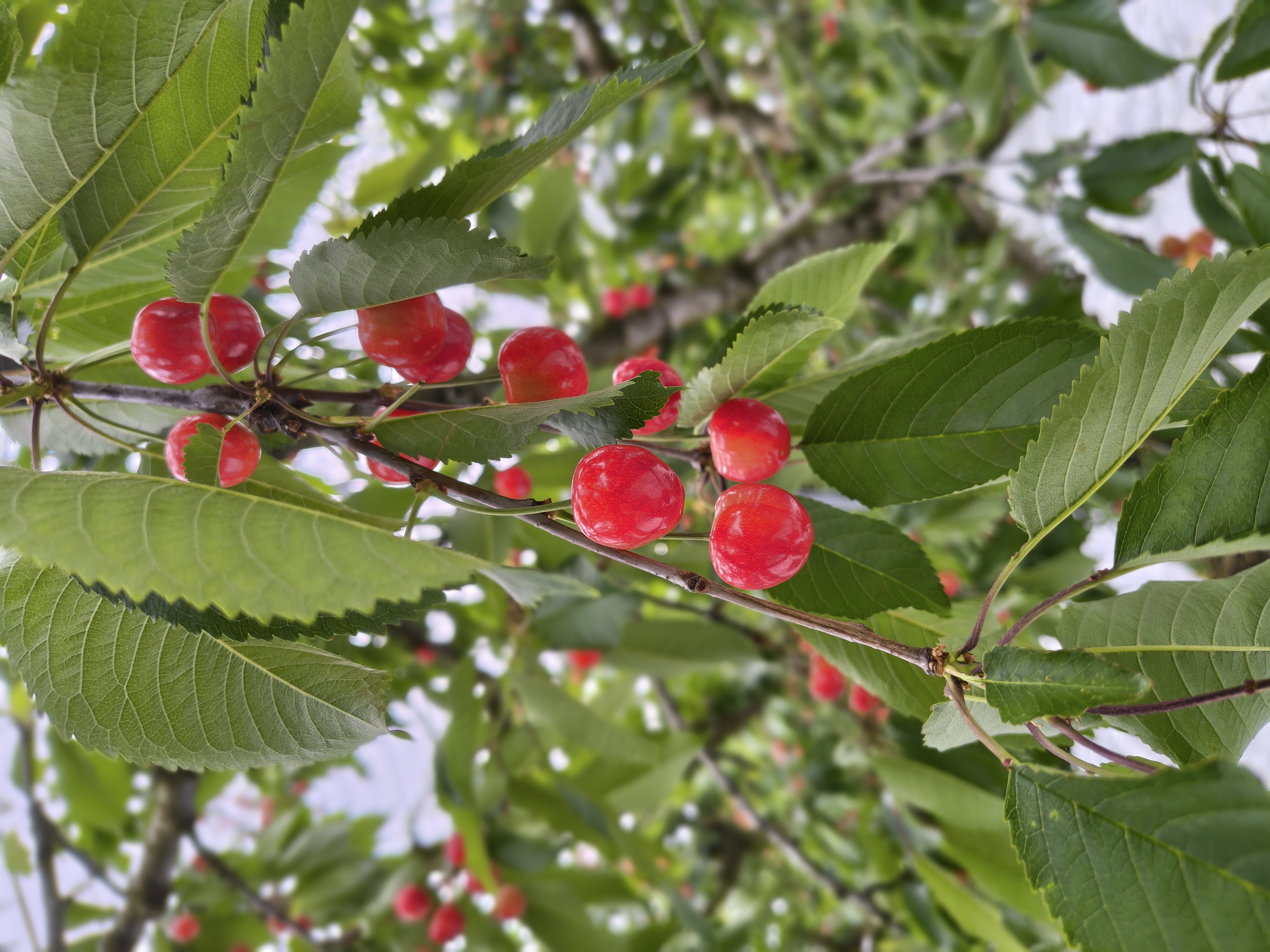 令和8年産さくらんぼの生育状況🍒