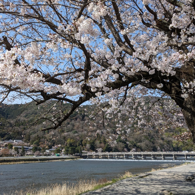 【春爛漫！】桜が開花した渡月橋
