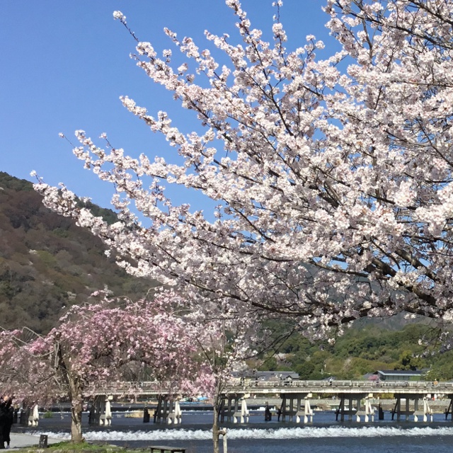 【桜が満開！】春爛漫の渡月橋