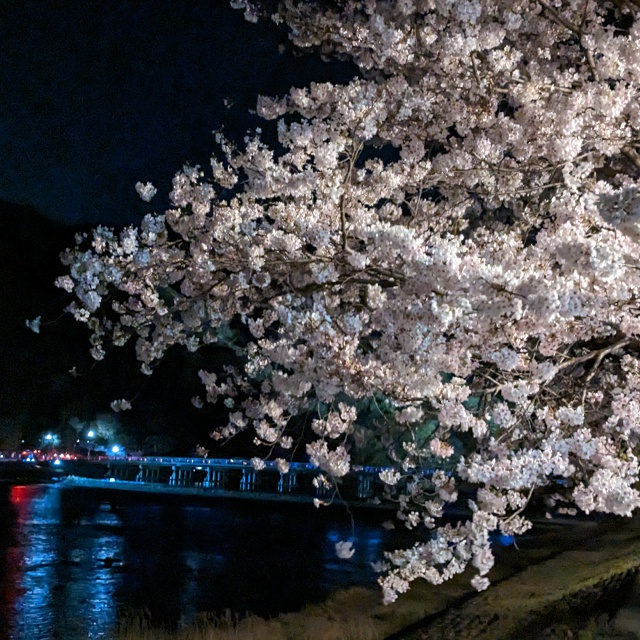 【夜の桜は幻想的！】ライトアップされた桜たち