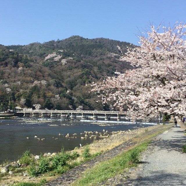 【嵐山の桜が開花しました！】