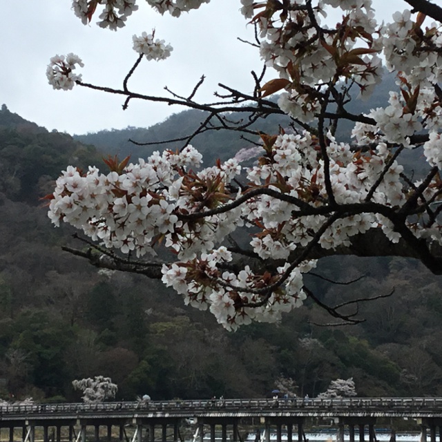 【渡月橋の桜は真っ盛り！】