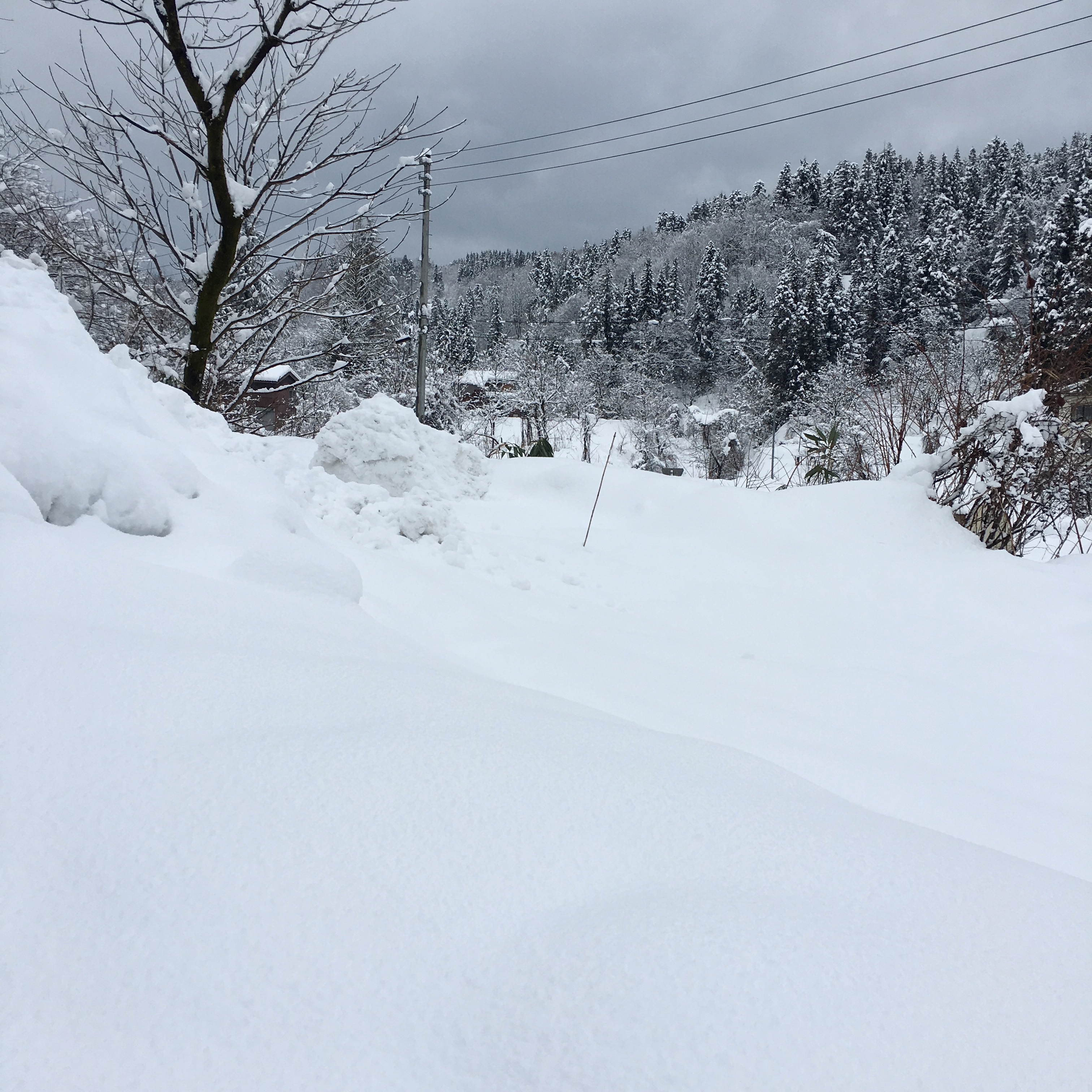 今年もよろしくお願いします！