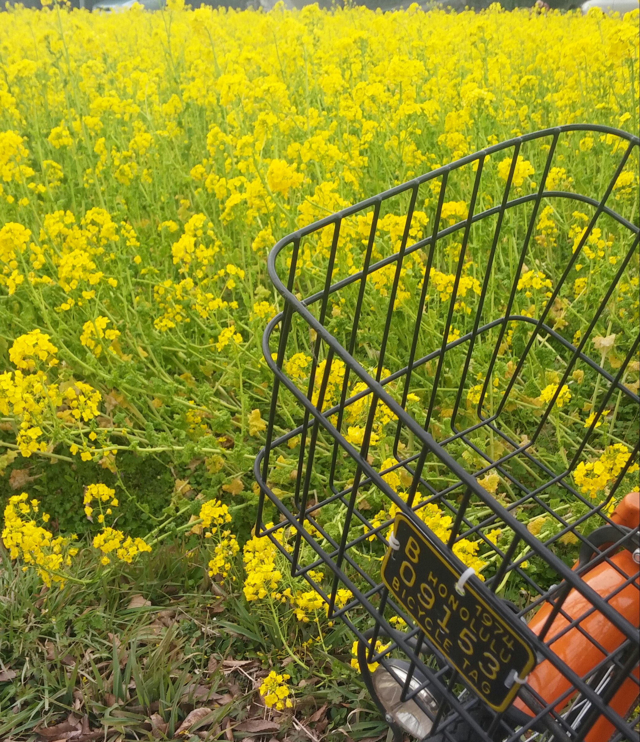 菜の花満開です♪