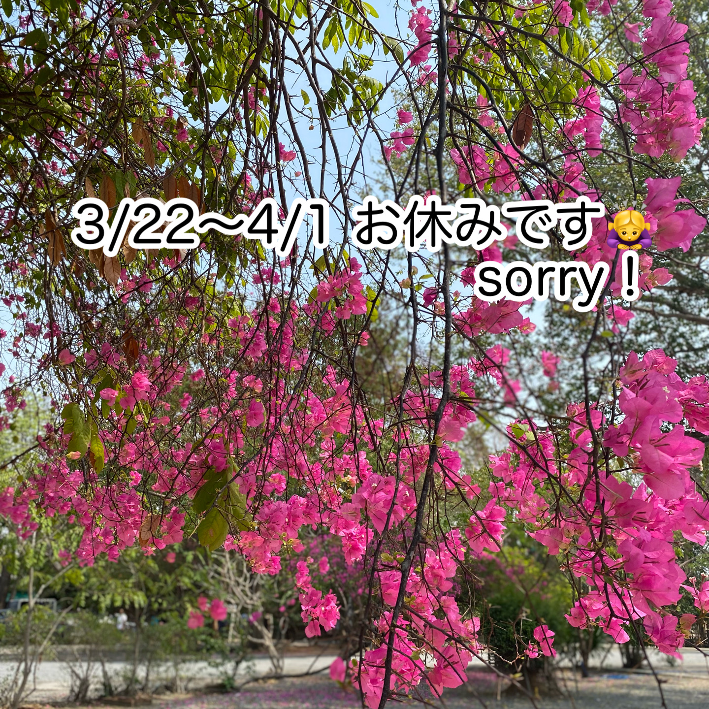 《店休日のお知らせ》