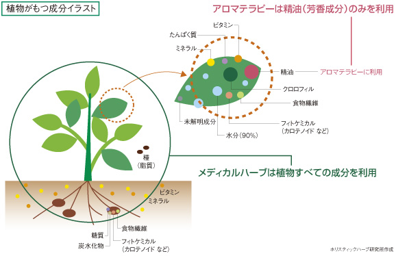 メディカルハーブってなに？