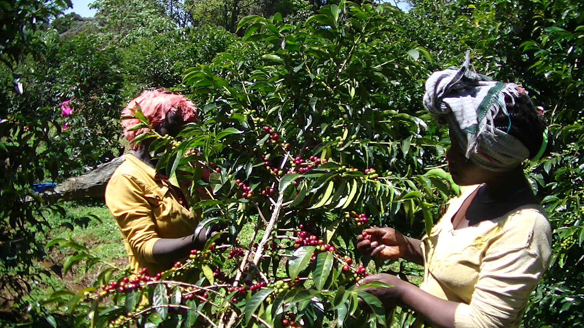 エチオピアMETAD社の高品質なコーヒーが入荷しました。
