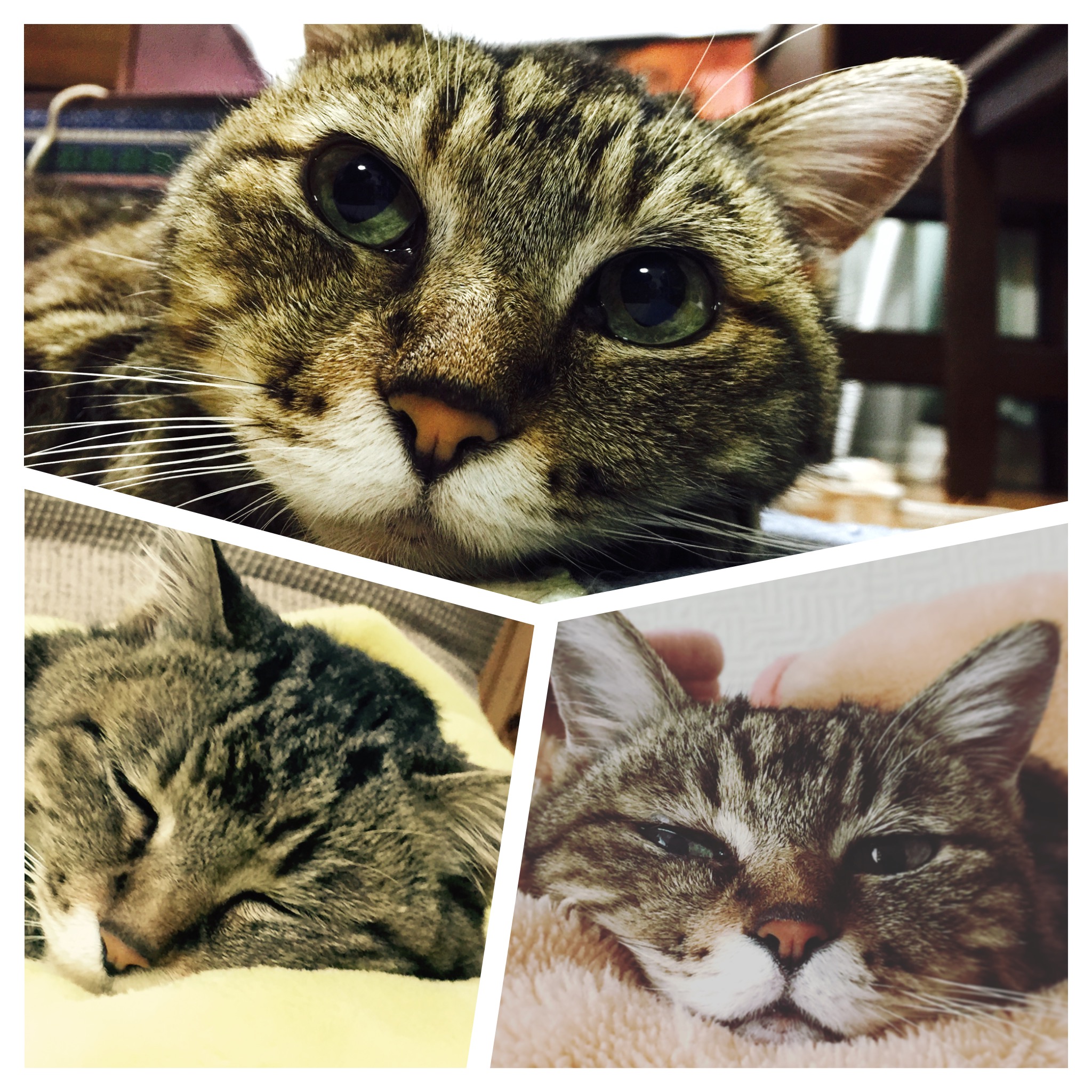 gujy8youの“G”は、グーから。 ～猫と編み物と、私の物語（1）