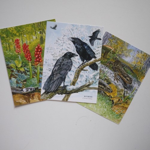 🌸 プレゼント絵葉書につきまして「爬虫類/烏の絵、苦手な人は見ないでね」 🌸