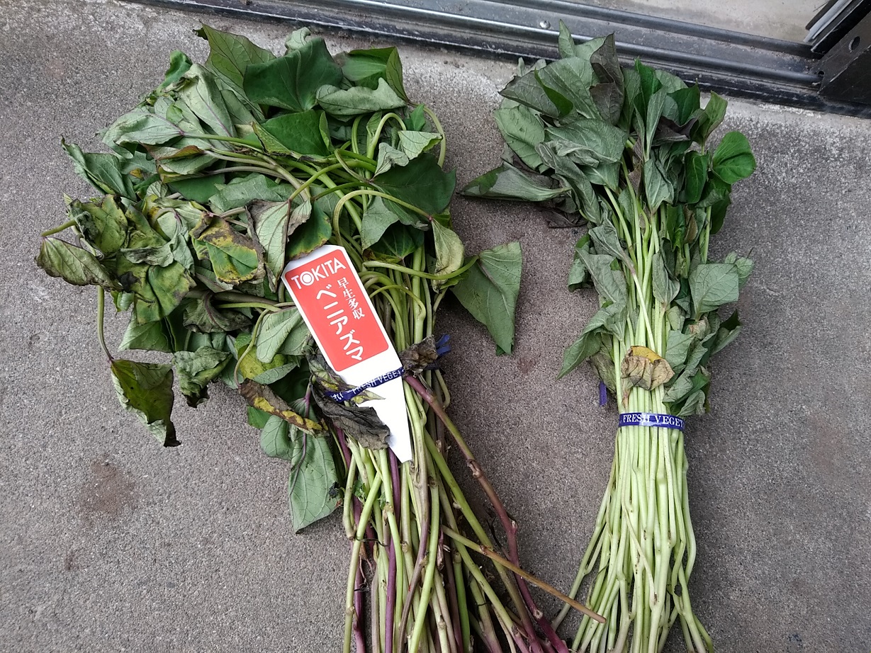 サツマイモ植えたよ！