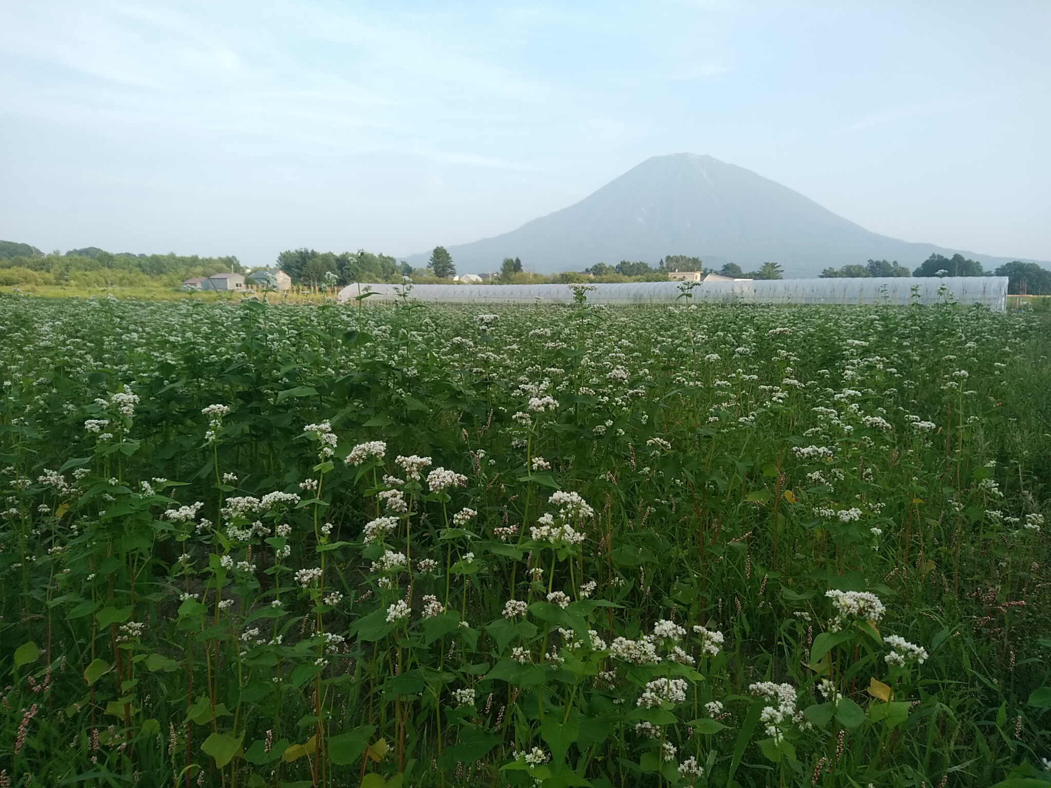 そばの花と羊蹄山