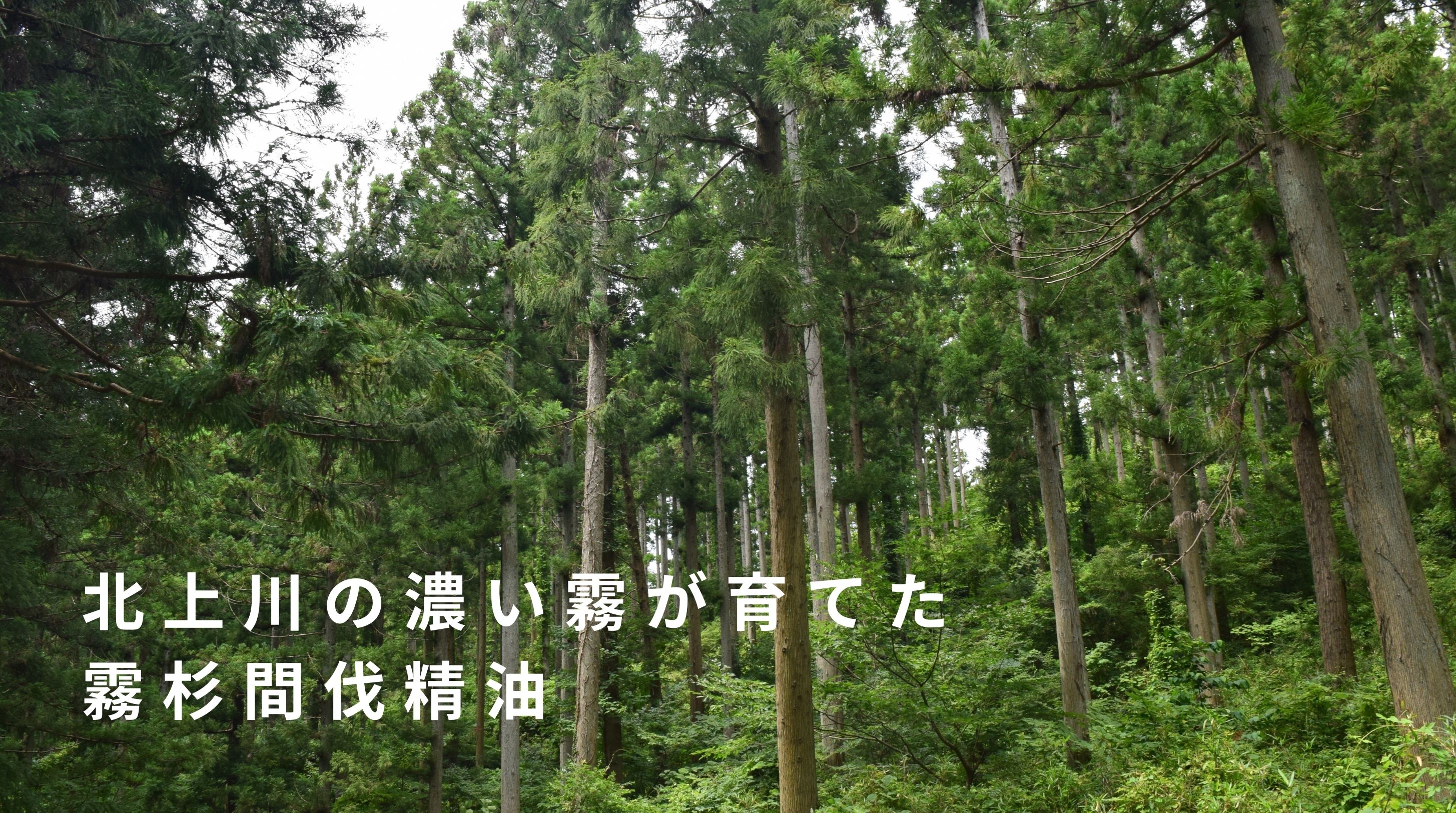 北上川の濃い霧が育てた霧杉間伐精油