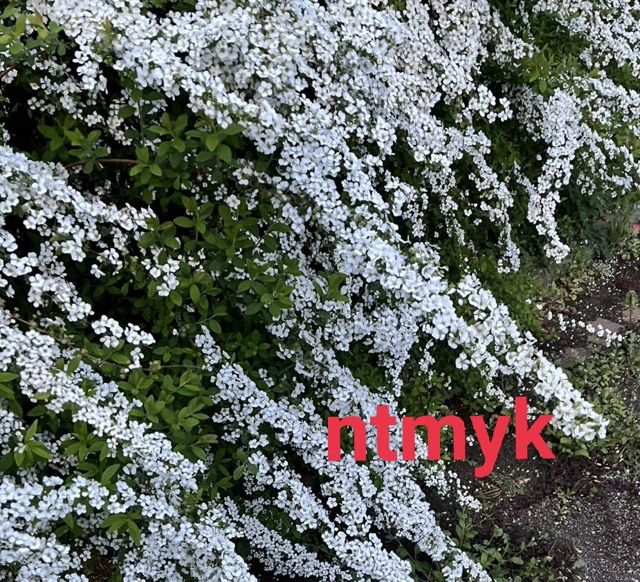 お久しぶりです🌸