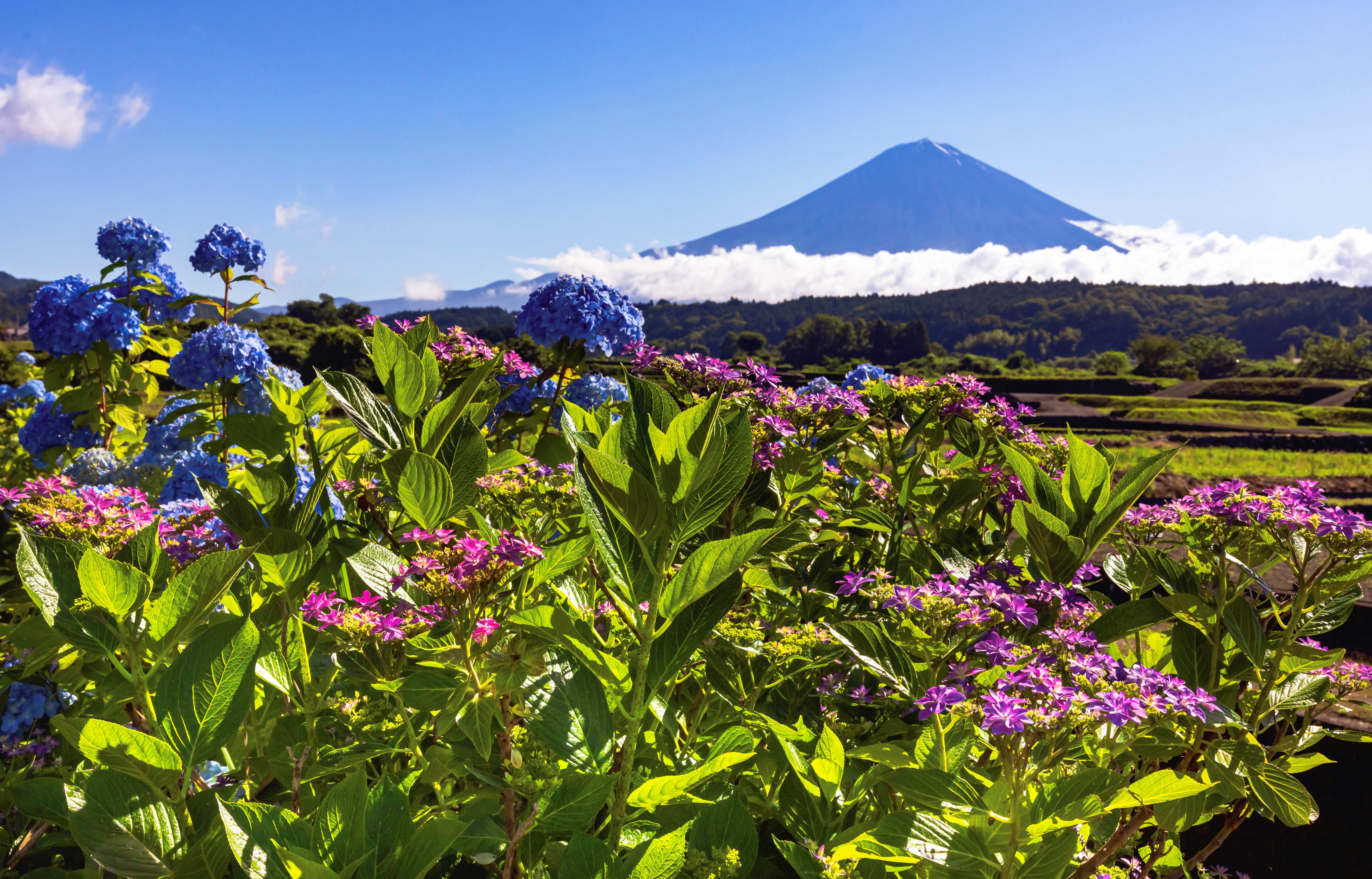 紫陽花と富士の光景