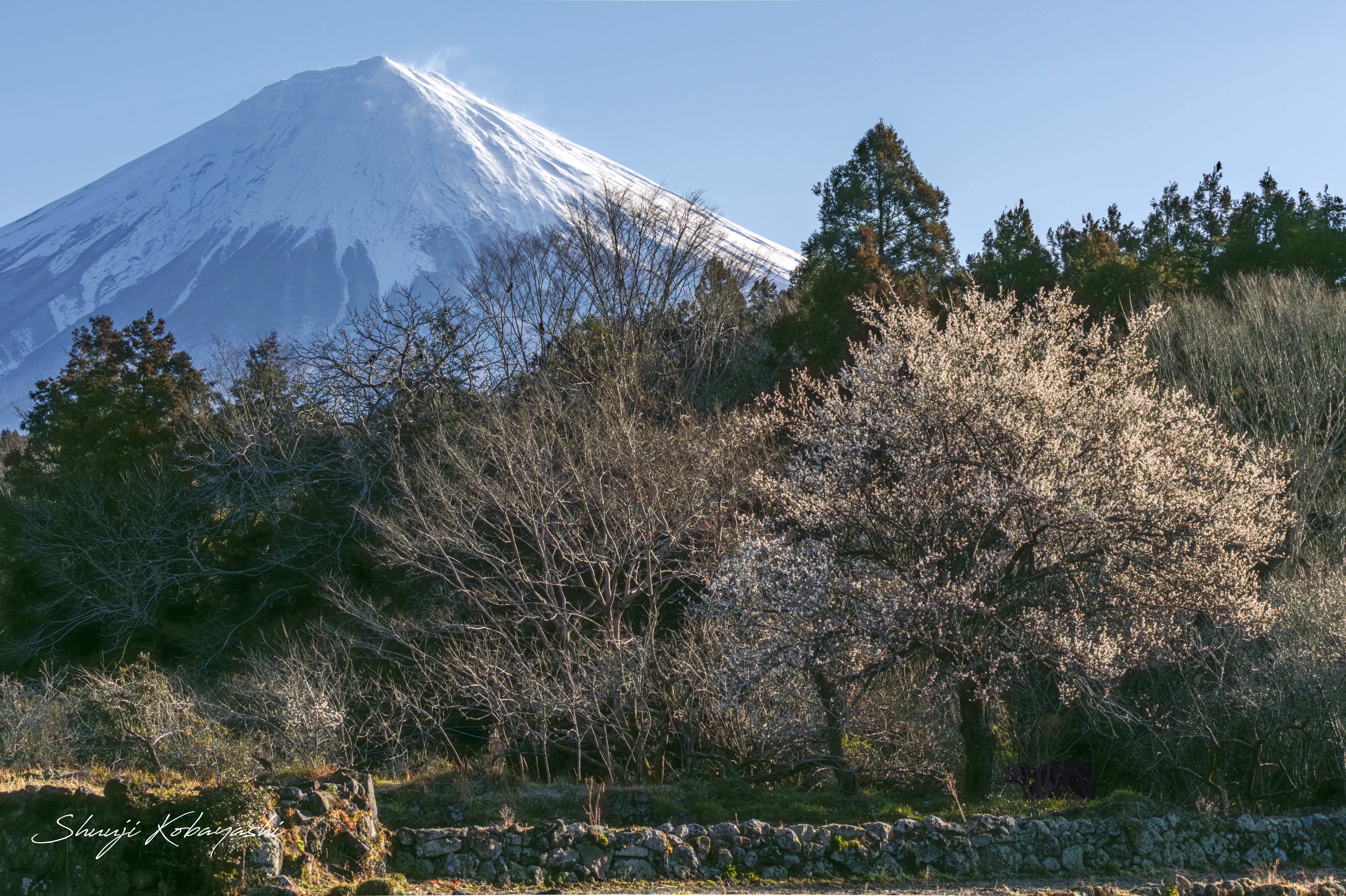 遅めに咲く白梅と冠雪を纏った富士