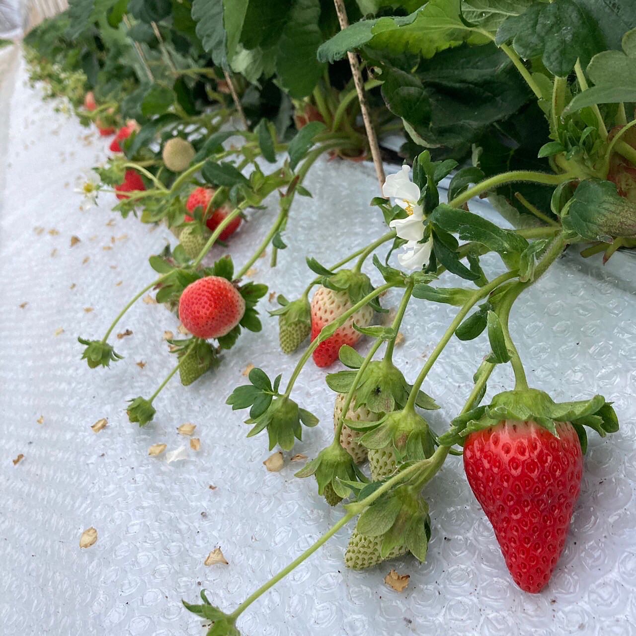 イチゴ🍓今季も順調です☺️