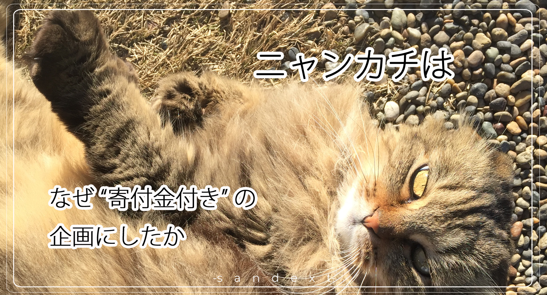 [ 猫の日企画 ] ニャンカチについて 料金設定の内訳など