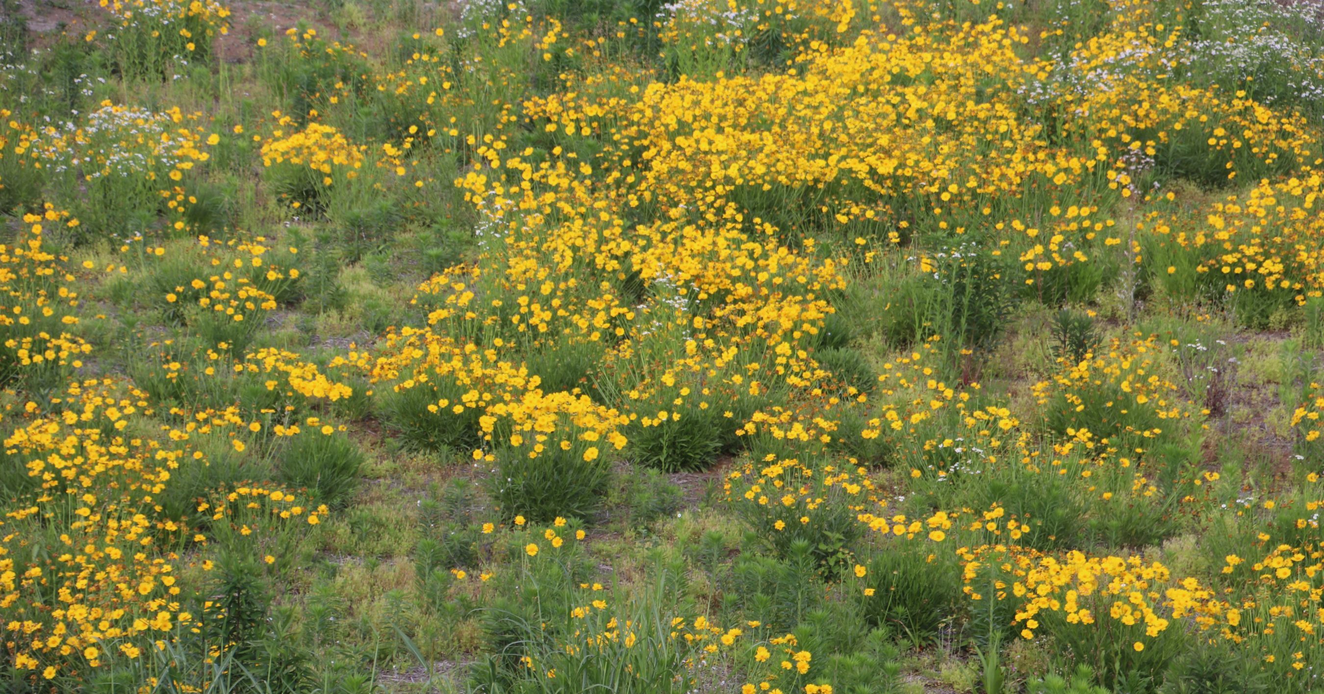 販売方法の変更について